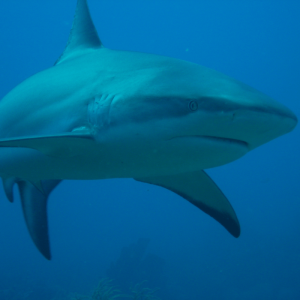 high-tech contro gli squali nuova bariera vitale i surfisti  esperimento in sudafrica