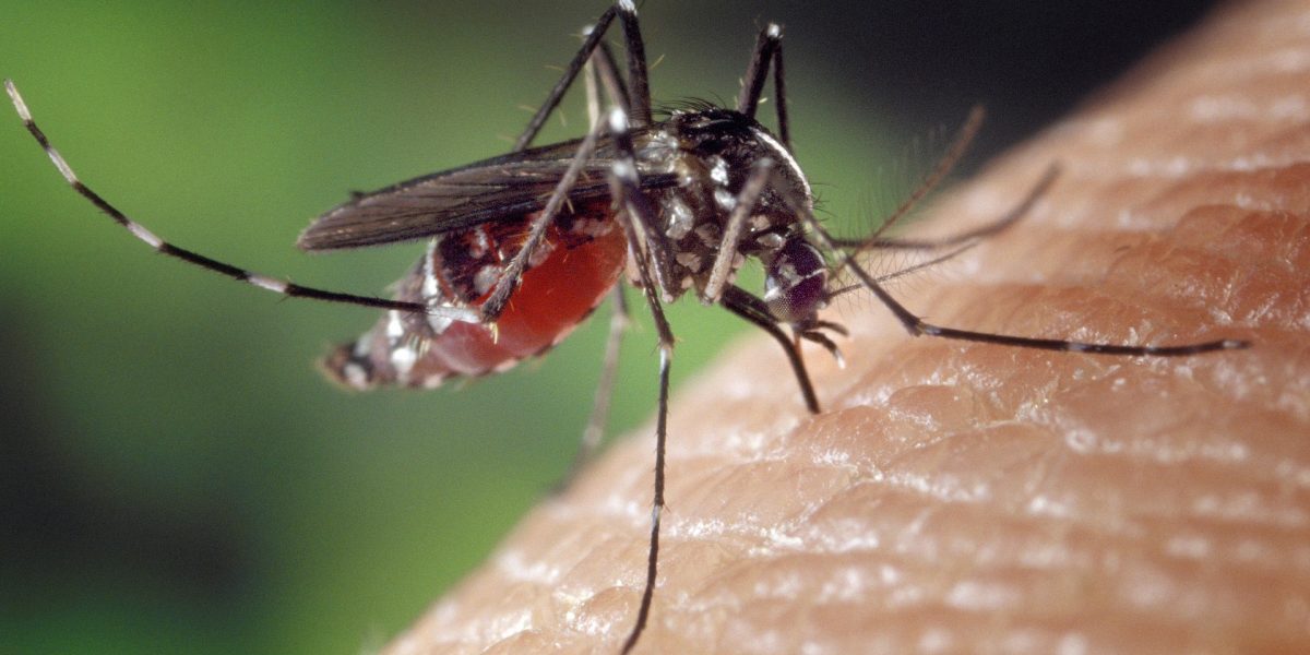 Le zanzare, l’incubo dell’estate